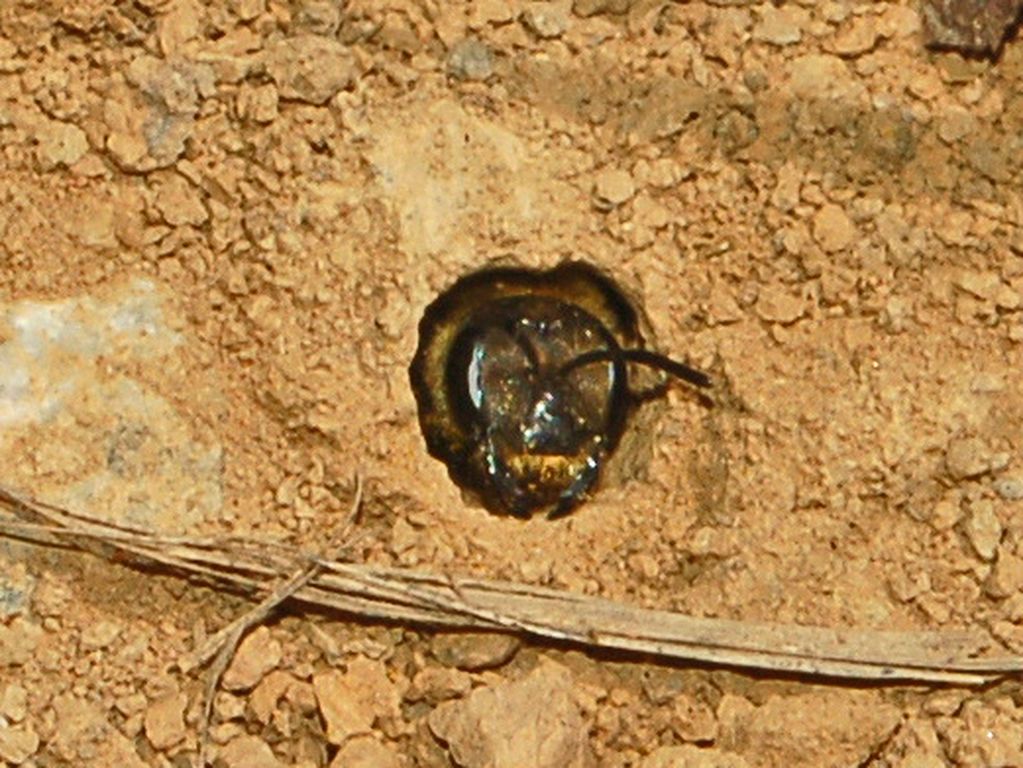 Delle api scavatrici: Halictus scabiosae F (Apidae Halictinae).